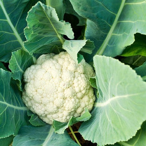 Cauliflower SeedsNow packaging with fresh green cauliflower heads and vibrant leaves, suitable for all-year planting.