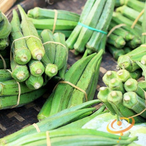 Dwarf long pod okra seeds from SeedsNow, showing small green okra seed packets and fresh okra pods on a plant.