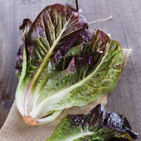 Fresh Romaine lettuce from SeedsNow, showing vibrant green leaves with red-tinted edges, ideal for salads and sandwiches.