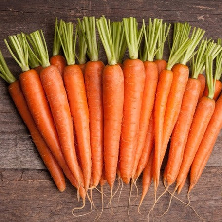 Close-up of Tendersweet carrot seeds from SeedsNow, showcasing small orange seeds ideal for planting 7-inch carrots.