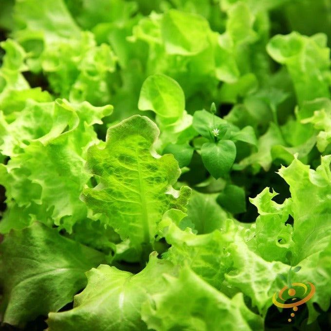 Green lettuce salad bowl with SeedsNow all lettuce seeds, fresh leafy greens, and vibrant green color.