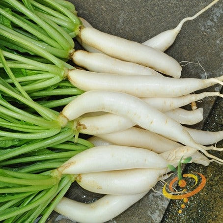 Radish - Japanese Minowase/Daikon "Big Root" - SeedsNow.com