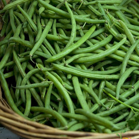 Bush tendergreen bean seeds from SeedsNow, showing fresh green bean pods and plants ready for planting or harvest.