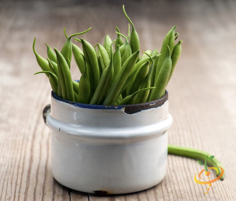 Bush bean harvester seeds from SeedsNow, showing healthy green bean plants ready for planting in a garden.