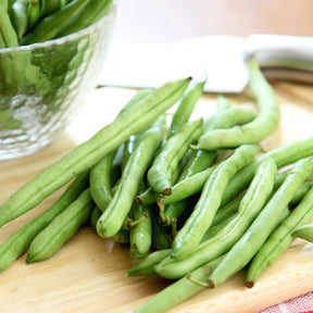 Bush bean plant with green pods, Contender seeds by SeedsNow, growing in garden soil.