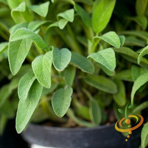 Fresh Sage Broadleaf seeds from SeedsNow, showing small green seeds suitable for planting and culinary use.
