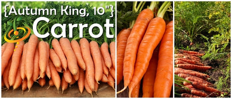 Autumn King carrot seeds by SeedsNow, 10-inch long heirloom carrots on a garden banner.