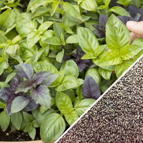 Basil herb mix seeds from SeedsNow, small seed packet with colorful label, for planting basil varieties in gardens or containers.