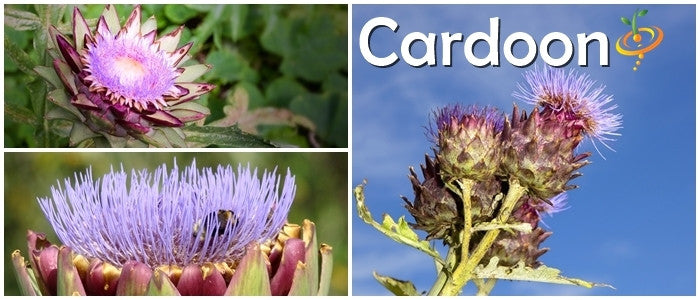 Cardoon.