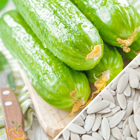 Close-up of SeedsNow Cucumber Muncher seeds in packaging, showcasing the seed variety used for growing fresh cucumbers.