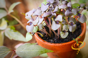 Sprouts/Microgreens - Basil, Purple - SeedsNow.com