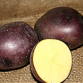 Organic Huckleberry Gold mid-season potato seed, round yellow tubers from SeedsNow-Potatoes, ideal for planting and gardening.