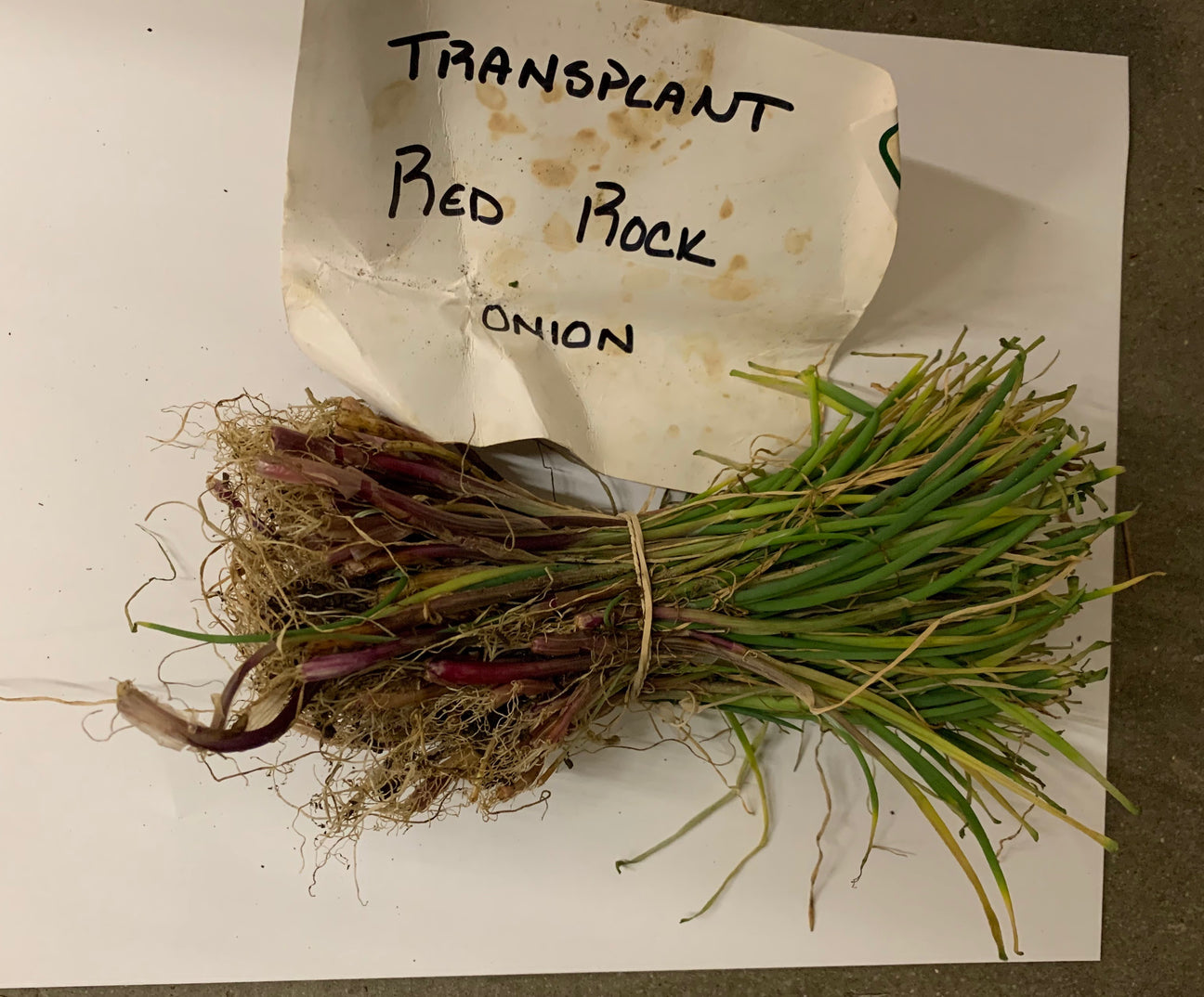 Red rock onion transplant from SeedsNow-Bulb-Onion, showing healthy red onion transplants ready for planting in the garden.