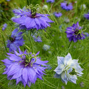 Love-in-a-Mist flower seeds from SeedsNow-Flowers, showing vibrant seed packets and colorful flower illustrations.