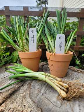 Fresh OG Borettana Cipollini onion transplants from SeedsNow-Bulb-Onion, showing healthy, green onion sets ready for planting.