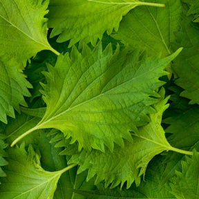 Green Shiso (Perilla Leaf, Japanese Basil) seeds from SeedsNow, showing vibrant young perilla leaves on a plant.