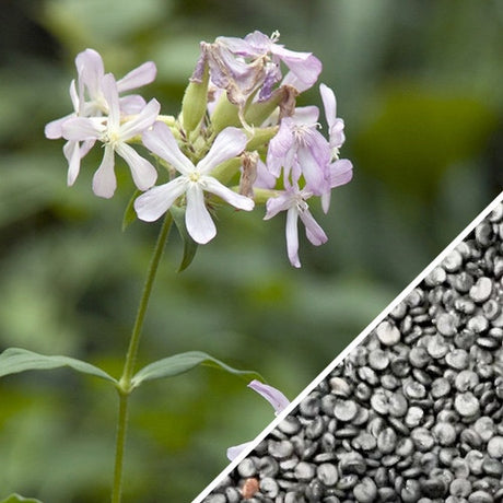 Flowers - Soapwort - SeedsNow.com