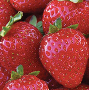Fresh strawberry roots and bundled strawberries from San Andreas, displayed in a natural setting.