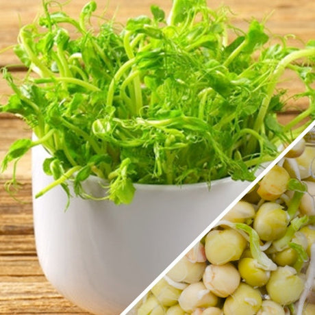 Fresh green pea sprouts and microgreens from SeedsNow, showcasing vibrant sprouted pea seeds on a clean background.