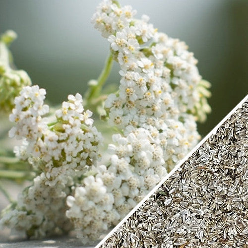White Yarrow seeds from SeedsNow, showing small, oval-shaped seeds used for planting this medicinal herb.