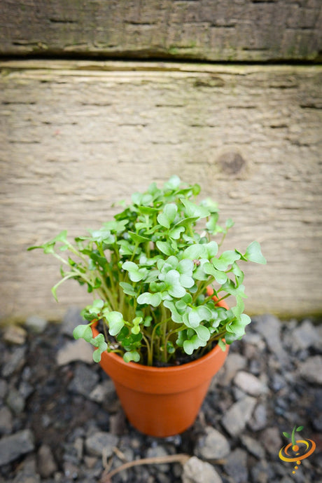 Fresh broccoli microgreens sprouting from SeedsNow broccoli seeds, showcasing vibrant green microgreens on a white background.