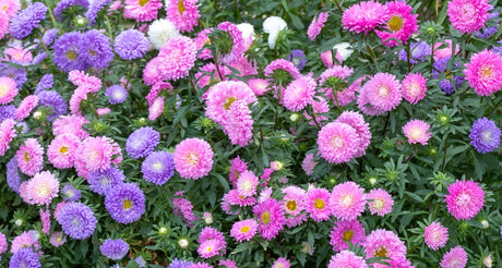 Close-up of China Aster Powderpuff flower seeds showing vibrant purple blooms with green foliage, from SeedsNow-Flowers.