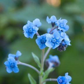 Forget-Me-Not flower seeds from SeedsNow-Flowers, showing small blue seed packets for growing delicate blue blooms