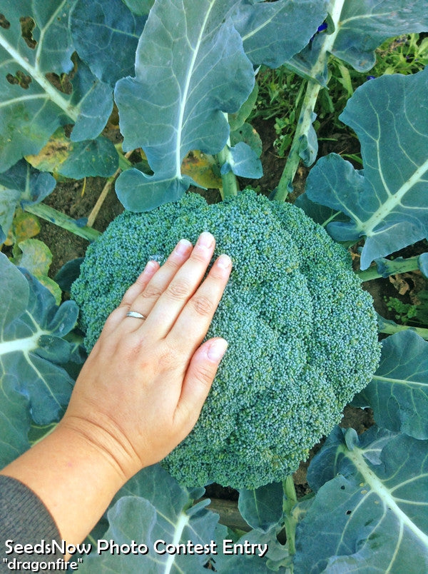 Broccoli - Waltham.