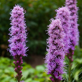 Blazing Star (Gayfeather) flower seeds from SeedsNow-Flowers, showing vibrant seed packets for planting gayfeather flowers.