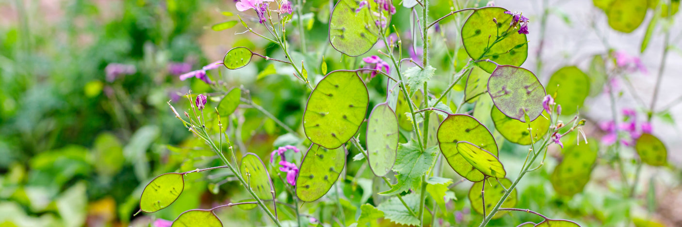 Flowers - Lunaria Silver Dollar (Money Plant) - SeedsNow.com