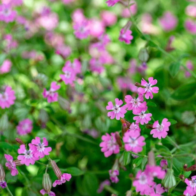 Close-up of Nodding Catchfly flower seeds from SeedsNow-Flowers, showing small seed clusters on a natural background.