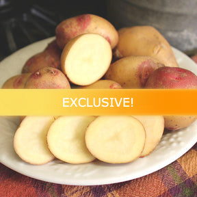Organic Peruvian Sunrise Gold potato seed, a mid-season variety from SeedsNow-Potatoes, shown in a natural setting.