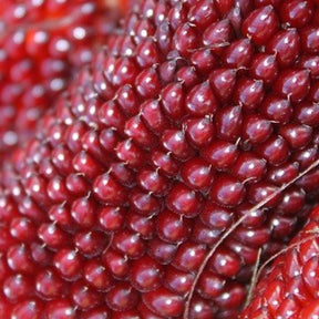 Organic strawberry popcorn corn seeds from SeedsNow.com, showing vibrant red kernels ideal for home popcorn growing.