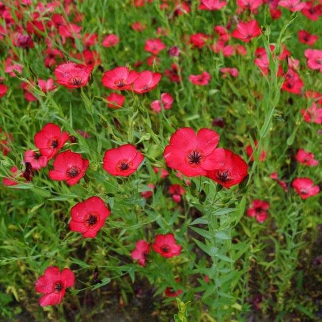 Scarlet Flax flower seeds by SeedsNow-Flowers, showing vibrant red flax flower seeds on a neutral background.