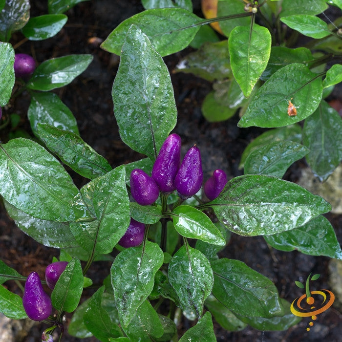 Pepper - Purple Tiger.