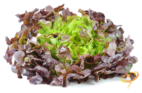 Burgundy Boston lettuce head grown from SeedsNow lettuce seeds, showing deep red and green leafy vegetable on a garden bed.