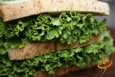 Green Ice lettuce seeds from SeedsNow, showing fresh green lettuce leaves and seeds in a natural setting.
