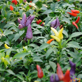 Bright red Firecracker hot pepper from SeedsNow, showcasing its vibrant, fiery elongated shape and glossy skin.