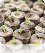 Free All-in-1 Seed Starter Kit with soil, seed trays, and gardening tools for easy planting and gardening success.