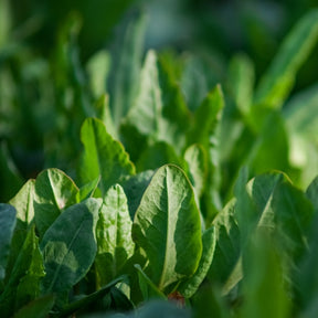 Fresh broadleaf sorrel seeds from SeedsNow, vibrant green seeds ready for planting in your garden.