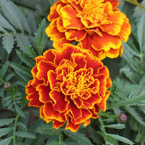 Colorful Marigold Sparky Mix flower seeds from SeedsNow, showing vibrant, blooming marigold flowers in a garden setting.