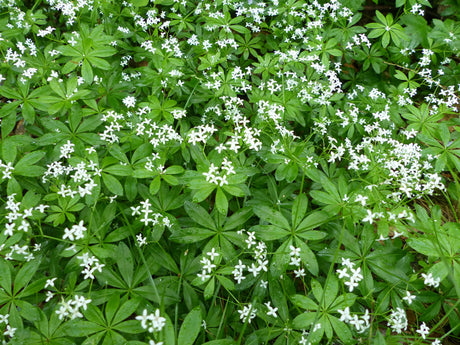 Sweet Woodruff seeds, also known as sweet-scented bedstraw, displayed in a clear container, ready for planting in gardens.