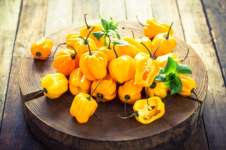 Yellow lemon habanero hot pepper seeds from SeedsNow, vibrant yellow seeds for growing spicy habanero peppers.
